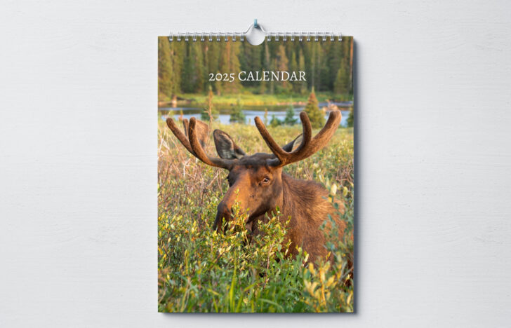 Just Moose 2025 Calendar Printable
