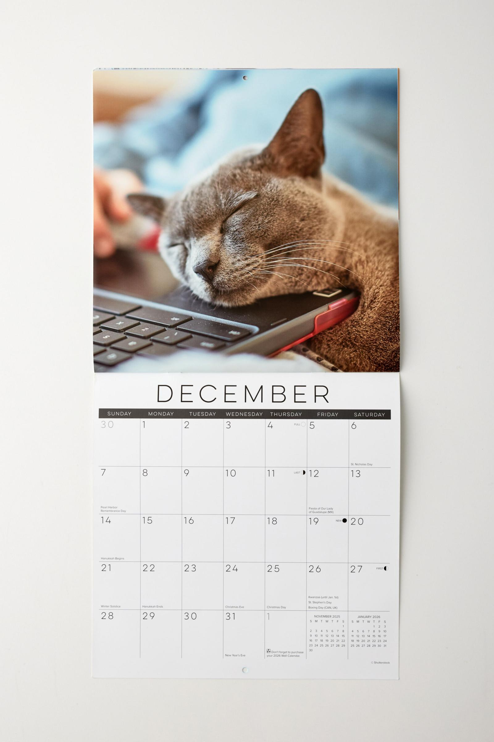 Naptime Cats 2025 Wall Calendar | Urban Outfitters Mexico pertaining to Naptime Cats 2025 Calendar Printable