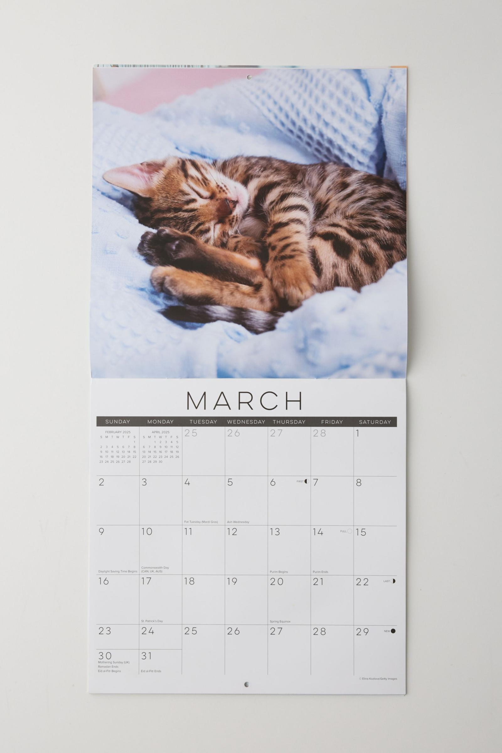 Naptime Cats 2025 Wall Calendar | Urban Outfitters Mexico within Naptime Cats 2025 Calendar Printable