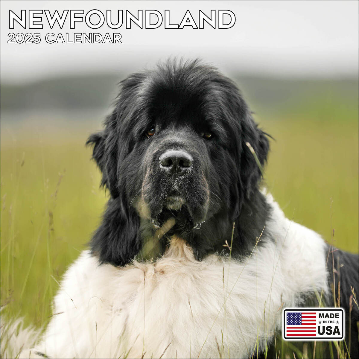 Newfoundland Calendar 2025 - Dog Breed Wall Calendar - Made In with Just Newfoundlands 2025 Calendar Printable
