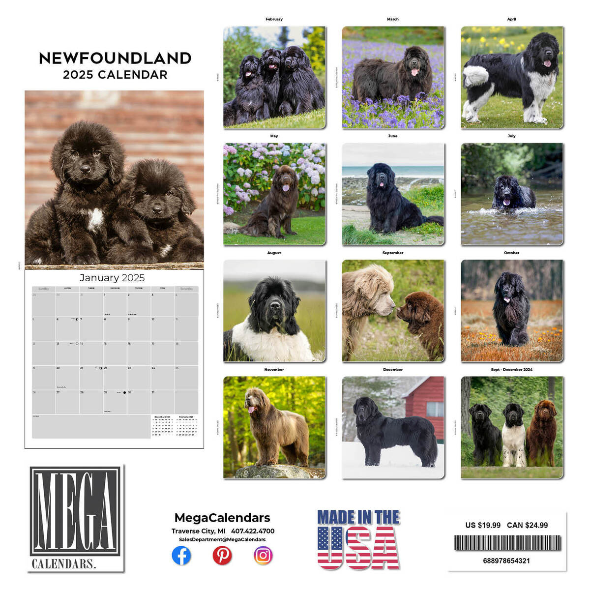 Newfoundland Dog Breed Calendar 2025 Full Size 12X24 Made In Usa with Just Newfoundlands 2025 Calendar Printable