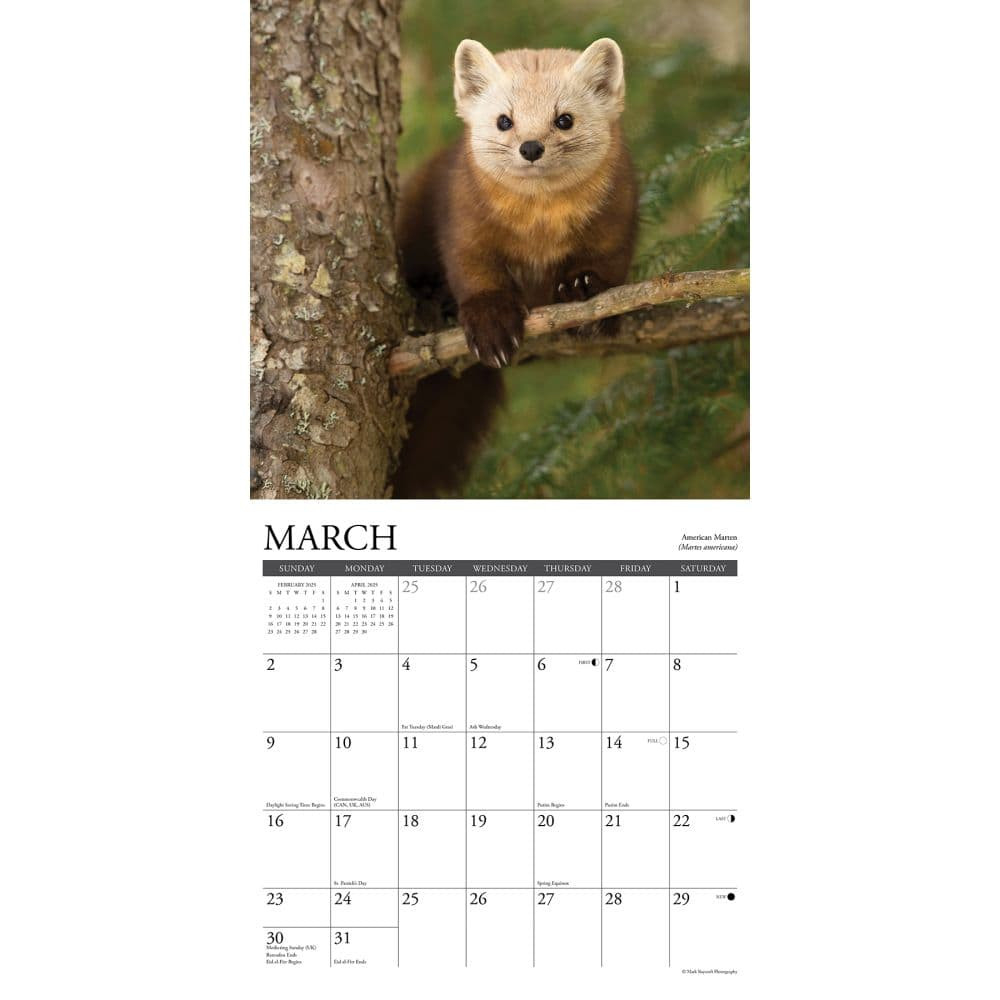 Northwoods Wildlife 2025 12 X 12 Wall Calendarwillow Creek throughout Northwoods Wildlife 2025 Calendar Printable