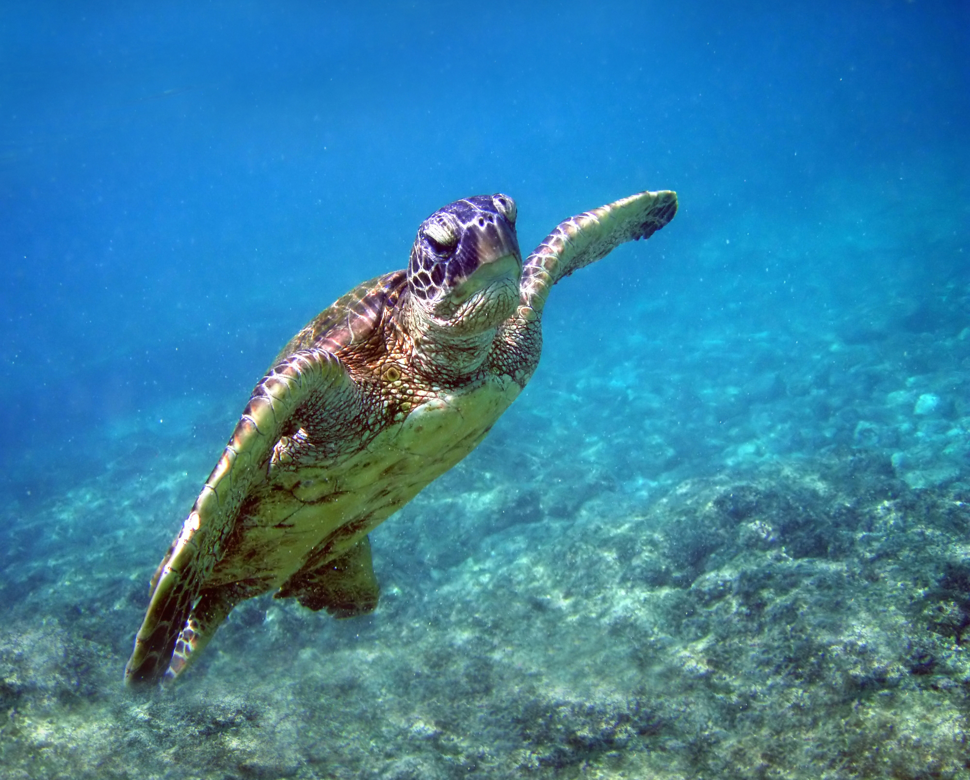 Oahu Beach Has First Hawaiian Green Sea Turtle Hatchlings | Hawai regarding Hawaiian Sea Turtles 2025 Calendar Printable