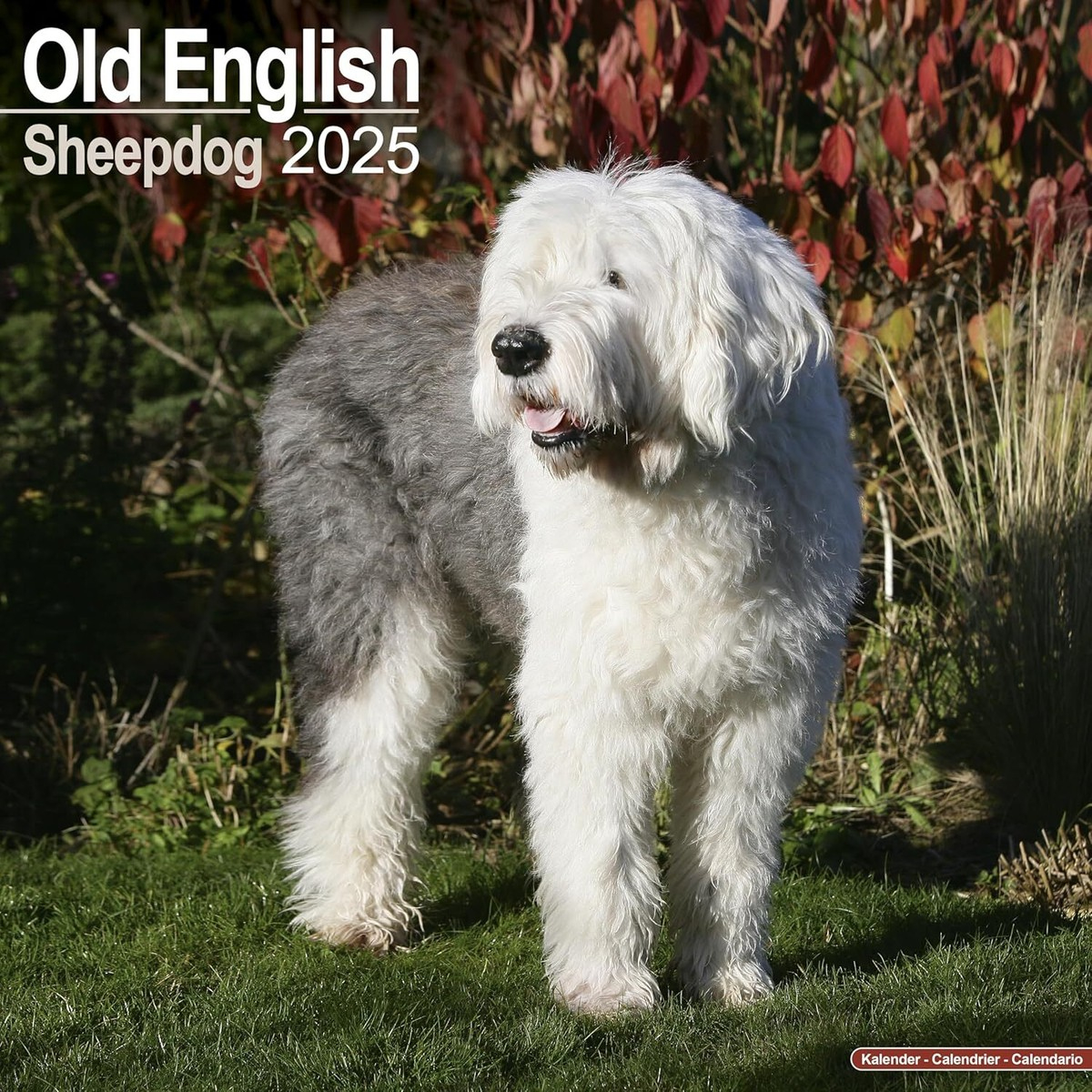Old English Sheepdog- 2025 Calendar - Brand New - 603710 within Just Old English Sheepdogs 2025 Calendar Printable