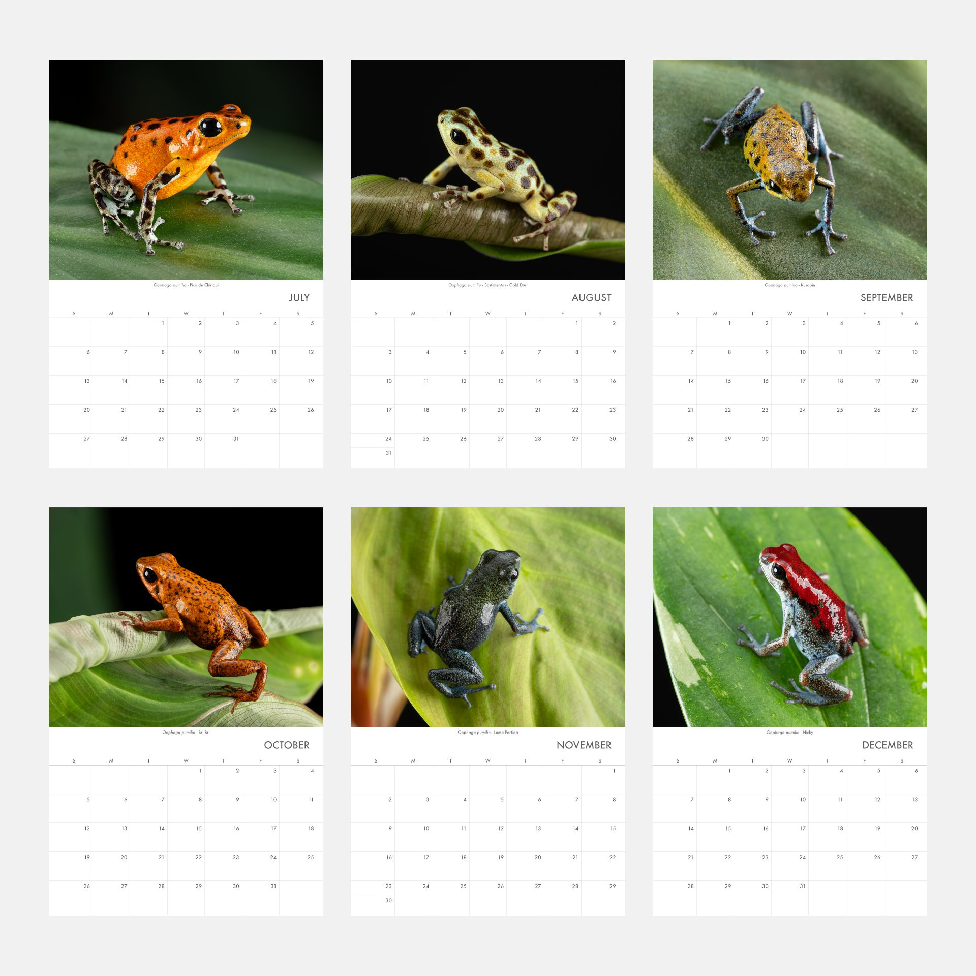 Oophaga Pumilio 2025 Wall Calendar 11&amp;quot; X 16.5&amp;quot; (Free Shipping) with Frogs 2025 Calendar Printable