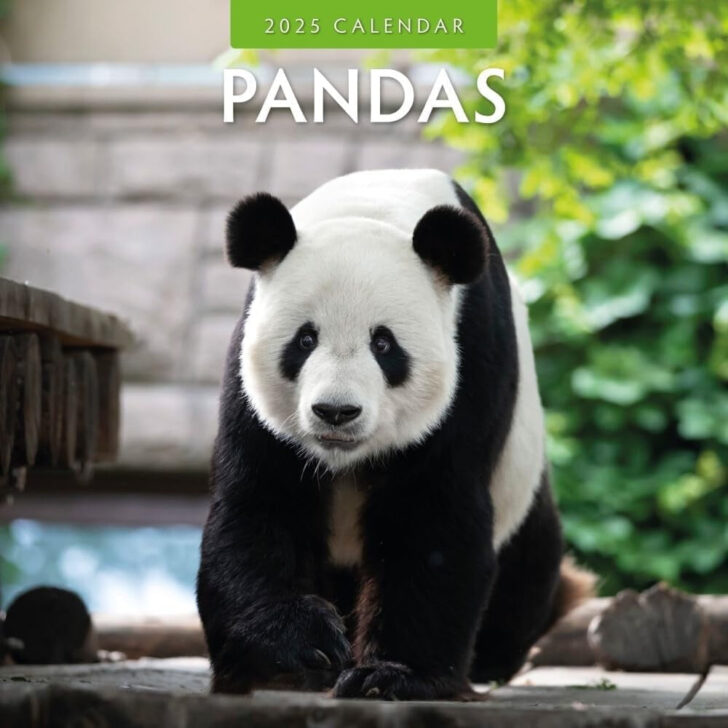 Giant Pandas WWF 2025 Calendar Printable