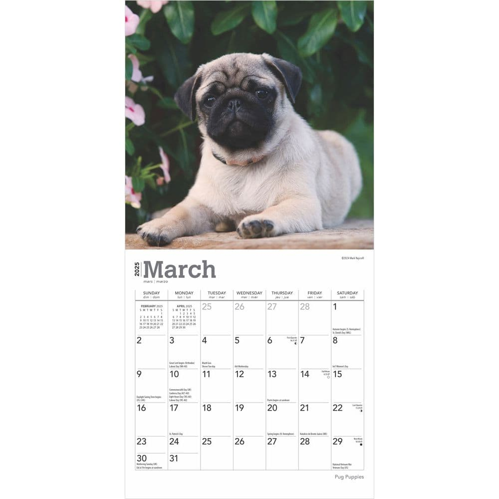 Pug Puppies 2025 Mini Wall Calendar - Calendars throughout Just Pugs 2025 Calendar Printable