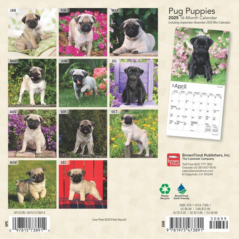 Pug Puppies 2025 Mini Wall Calendar - Calendars with regard to Pug Mugs 2025 Calendar Printable