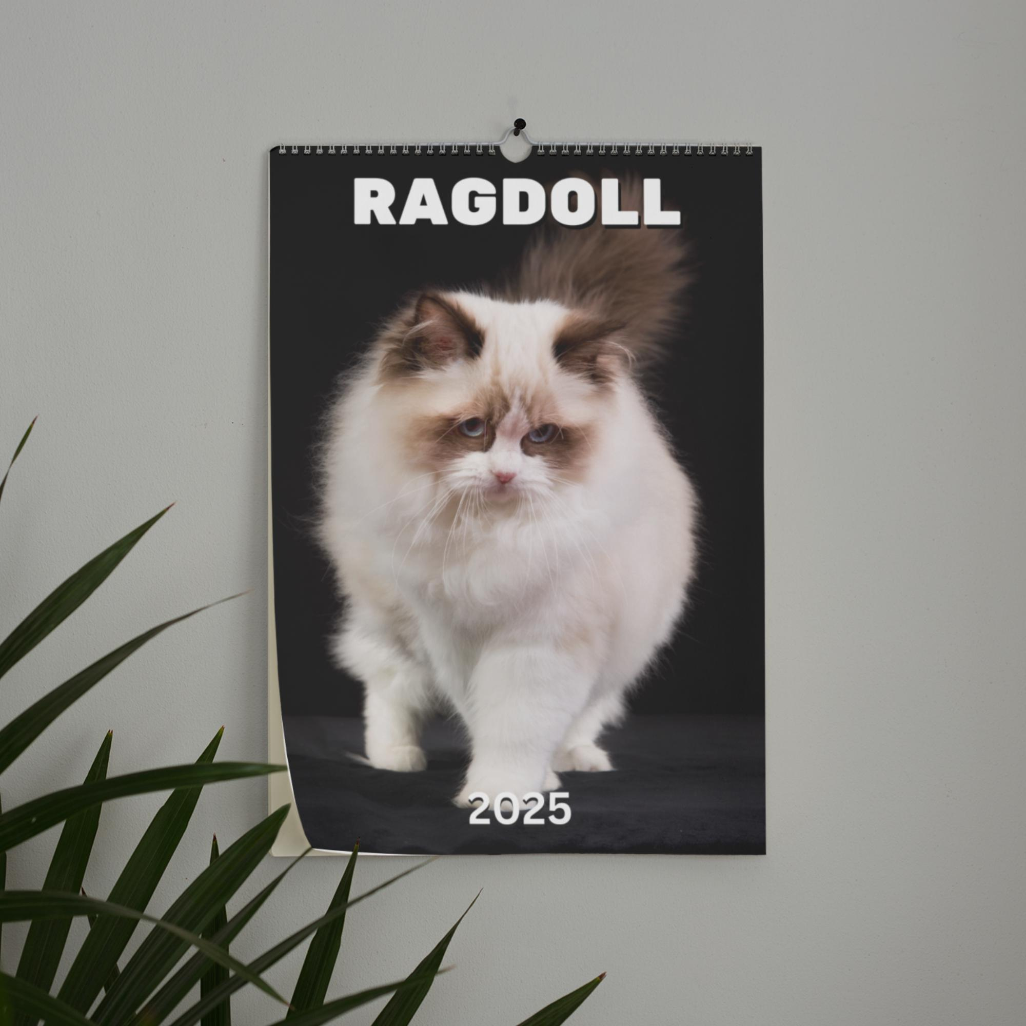 Ragdoll Wall Calendar 2025 - Etsy Australia pertaining to Ragdoll Cats 2025 Calendar Printable
