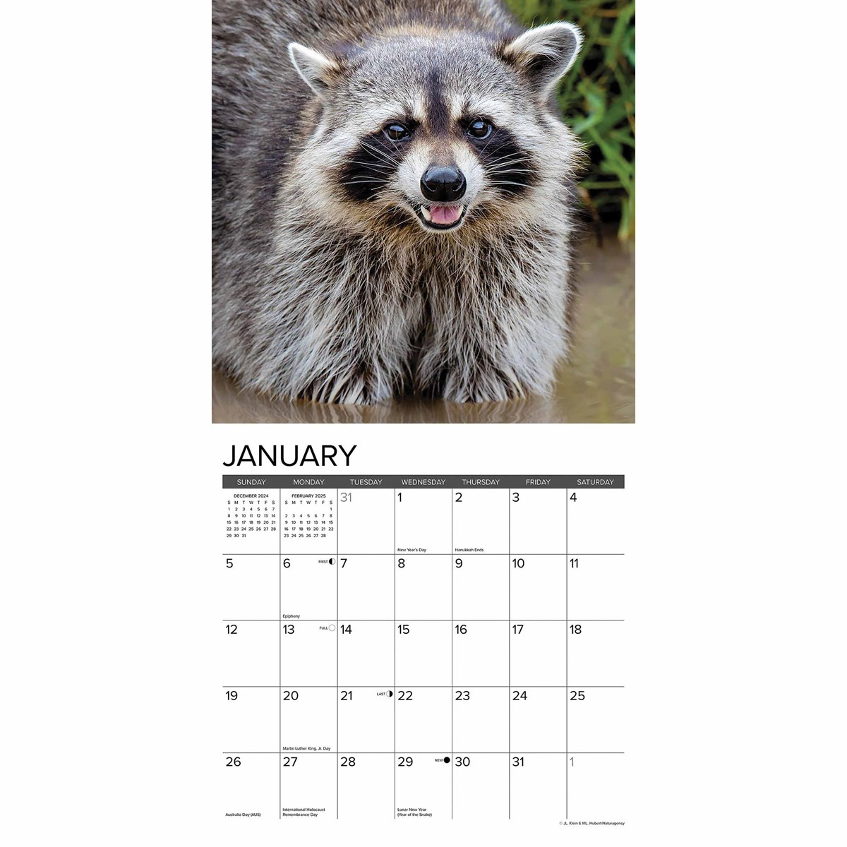 Rascally Raccoons Calendar 2025 within Rascally Raccoons 2025 Calendar Printable