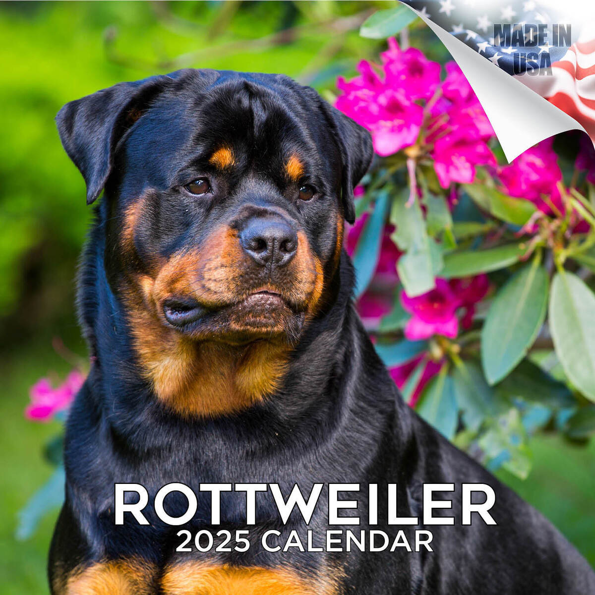Rottweiler Dog Breed Calendar 2025 Full Size 12X24 Made In Usa | Ebay inside Rottweilers Just 2025 Calendar Printable