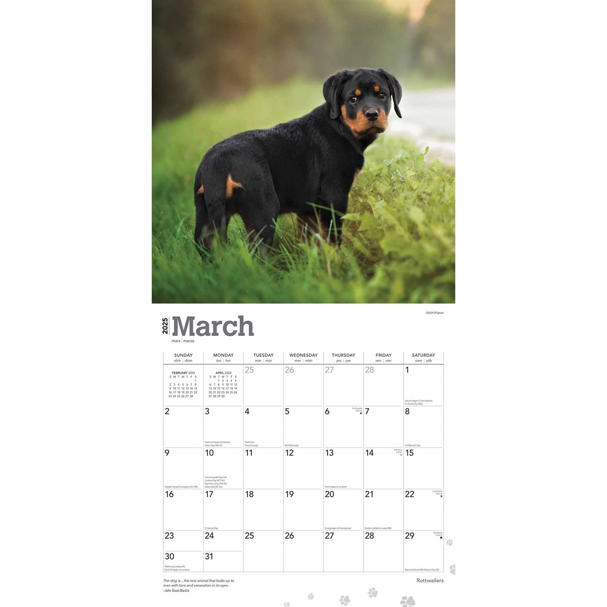 Rottweilers Calendar 2025 in Rottweilers Just 2025 Calendar Printable