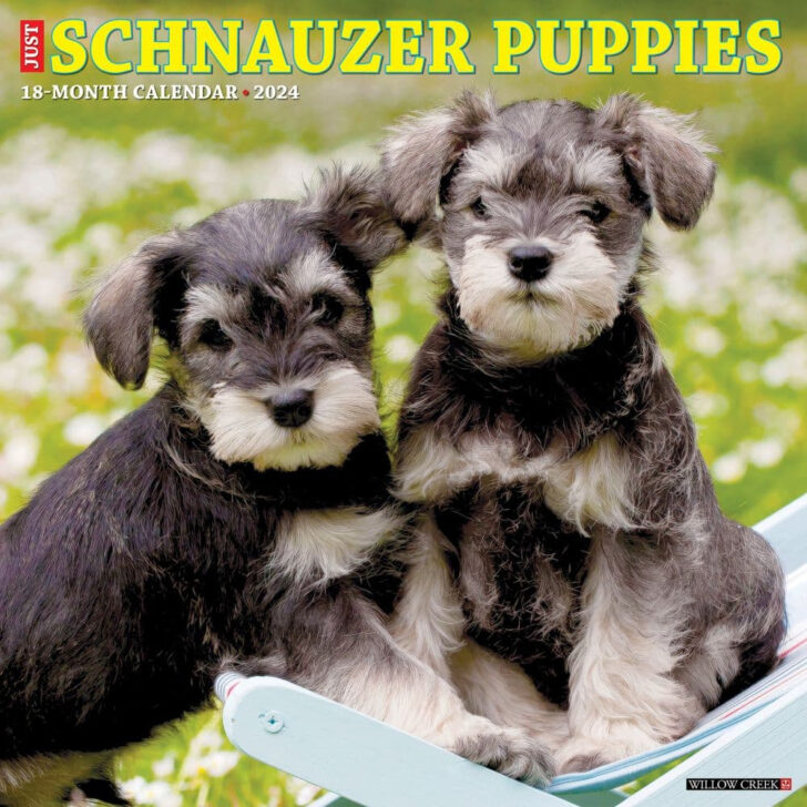 Just Schnauzer Puppies 2025 Calendar Printable