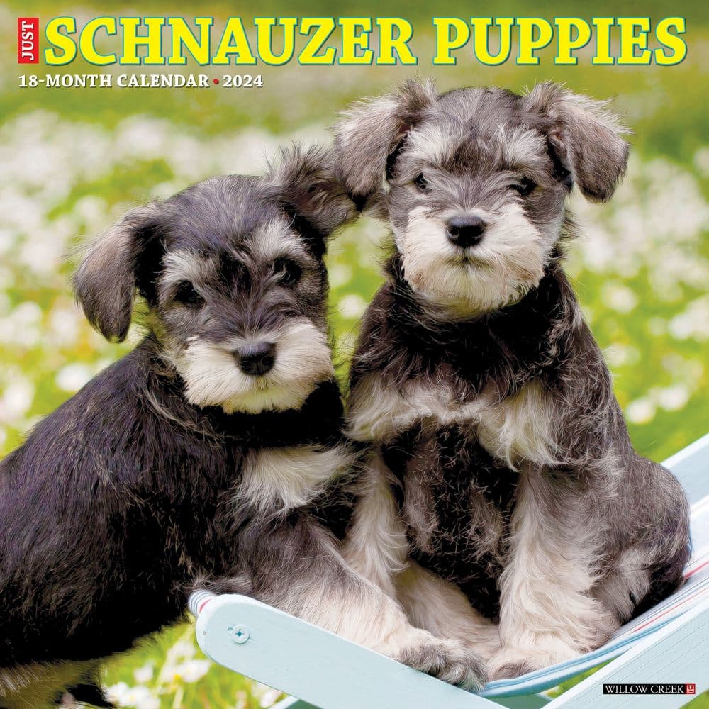 Schnauzer intended for Just Schnauzer Puppies 2025 Calendar Printable