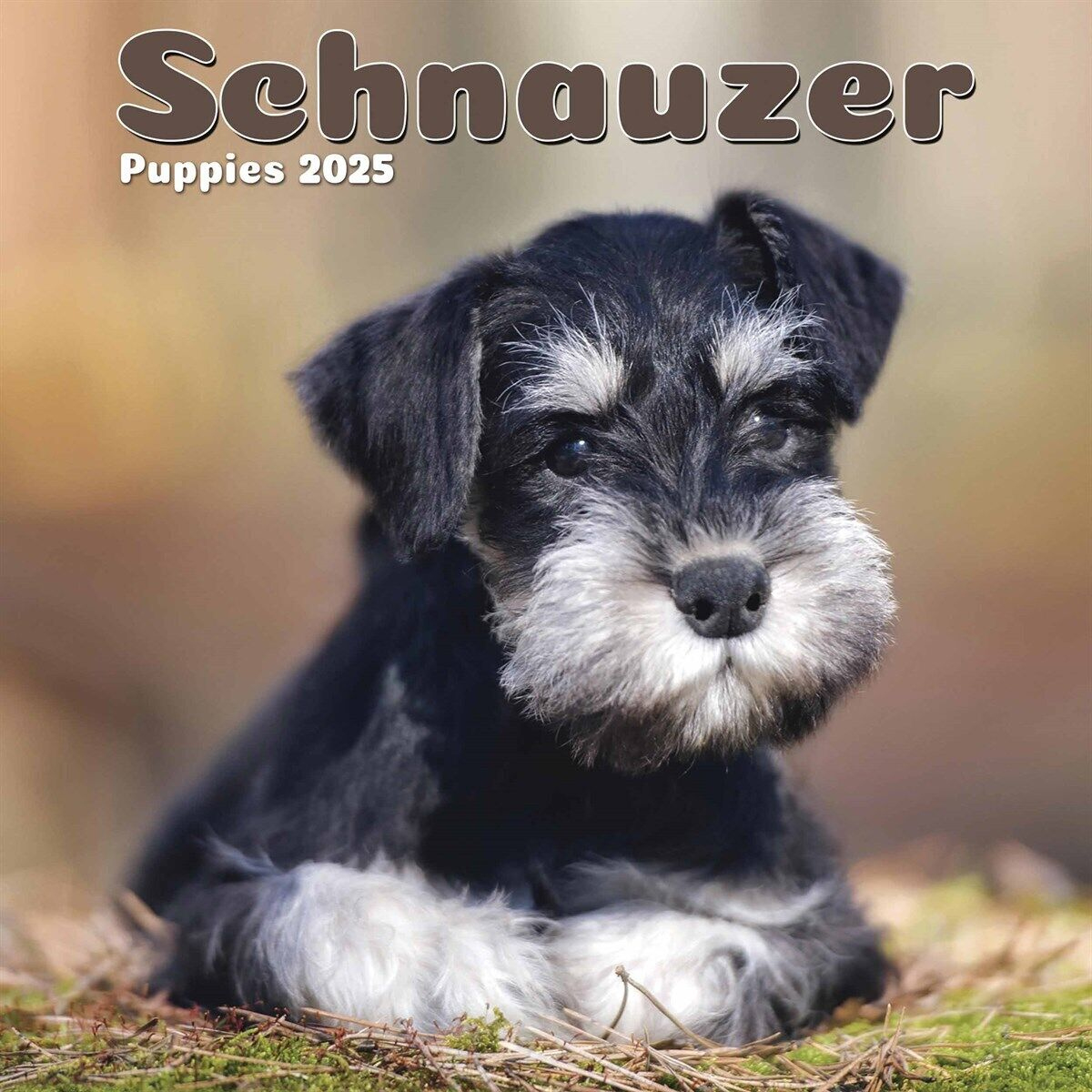 Schnauzer Puppies Mini Calendar 2025 - Dogs - Month To View in Schnauzer Puppies 2025 Calendar Printable
