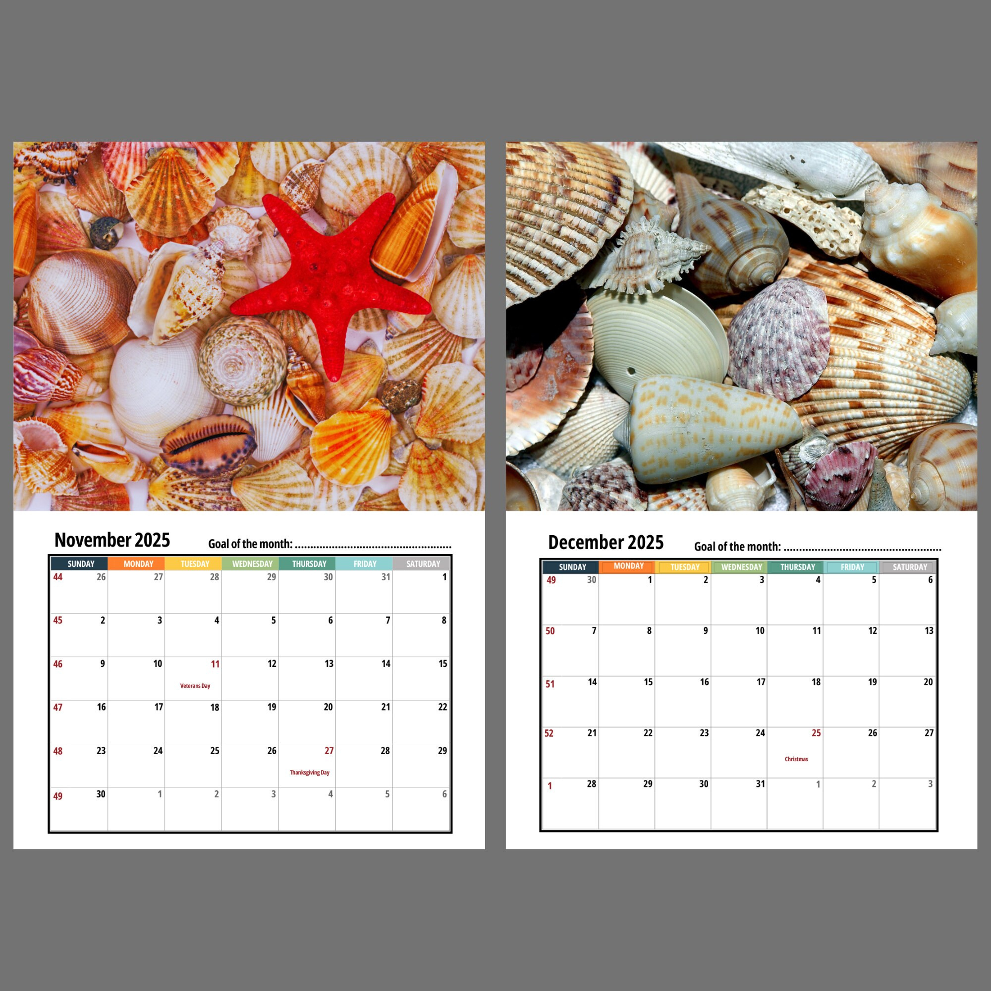 Sea Shells Wall Calendar 2025 - Etsy pertaining to Seashells 2025 Calendar Printable