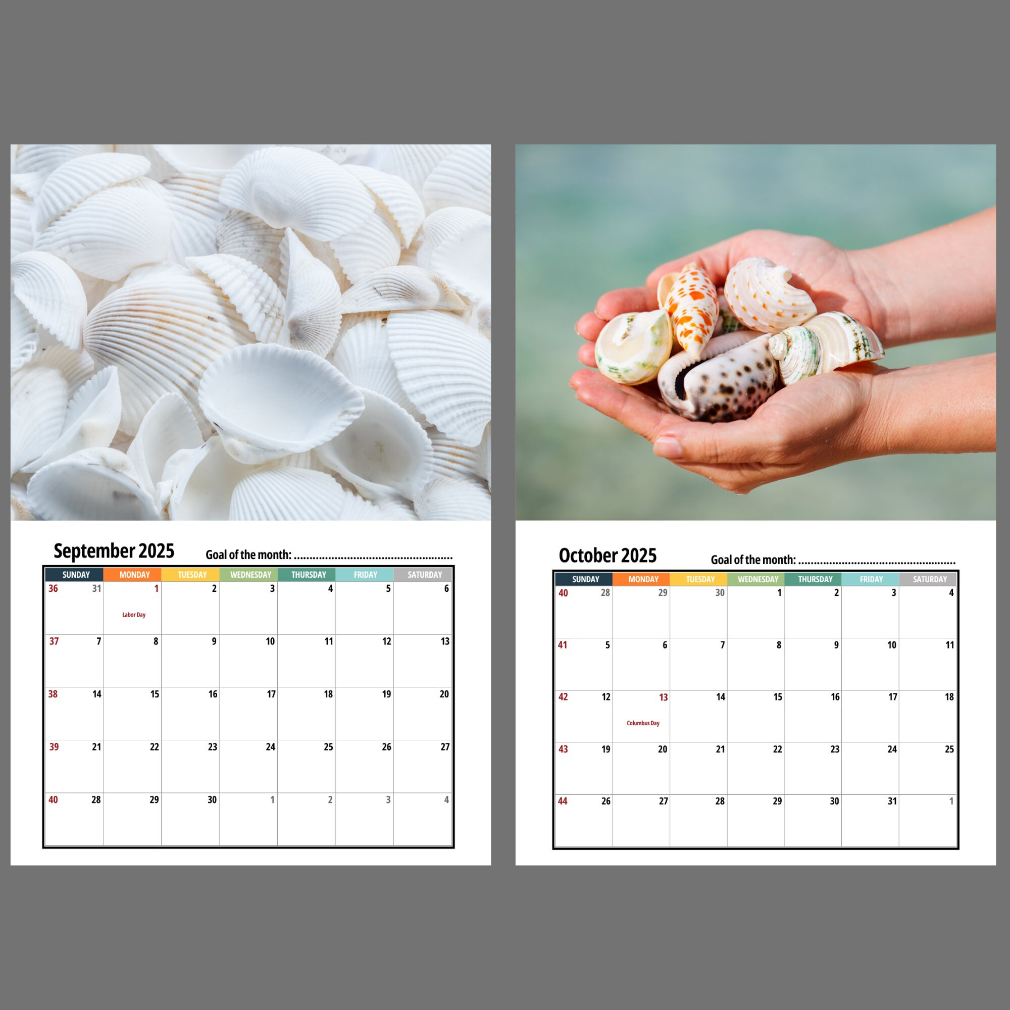 Sea Shells Wall Calendar 2025 - Etsy within Seashells 2025 Calendar Printable