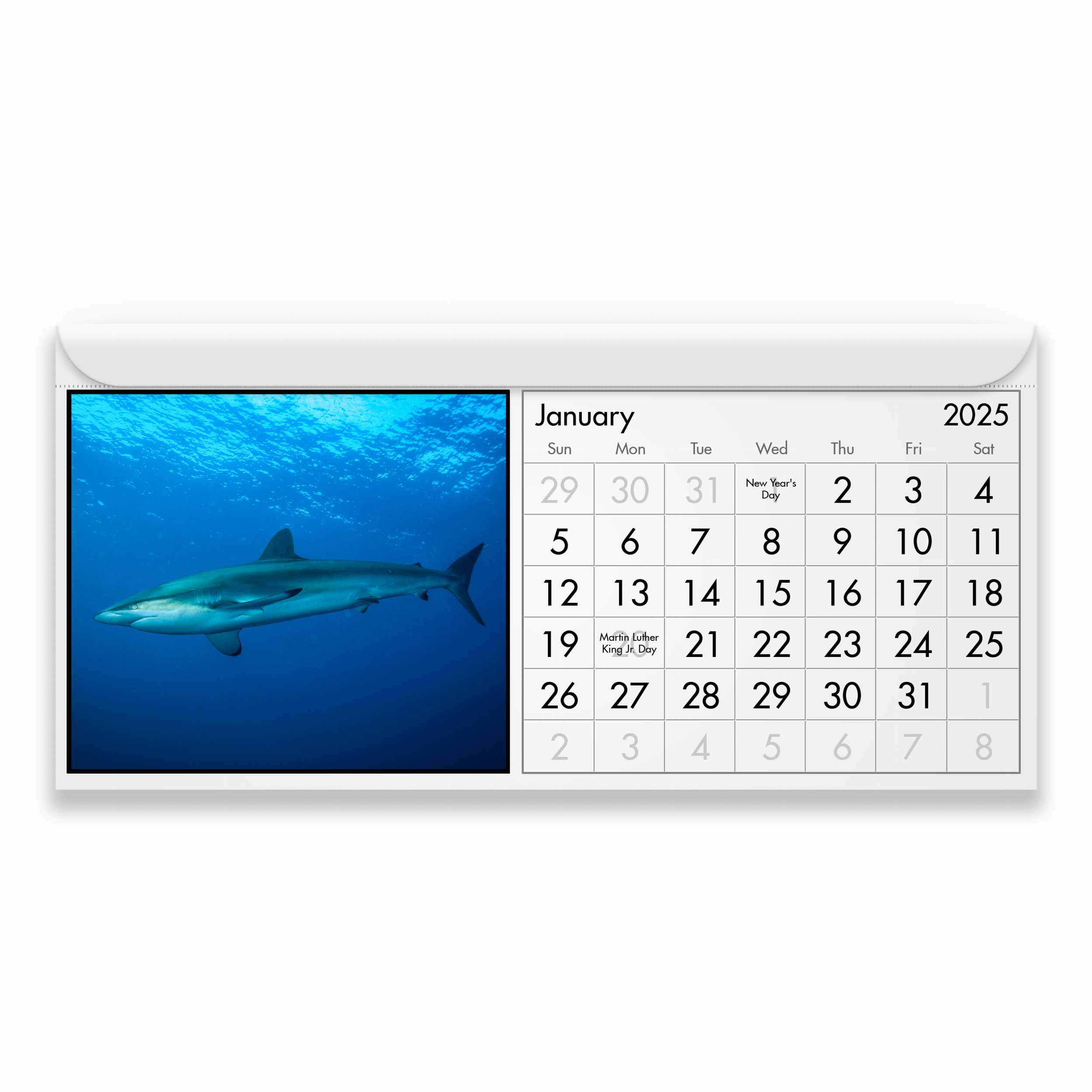 Shark 2025 Magnetic Calendar throughout Sharks 2025 Calendar Printable