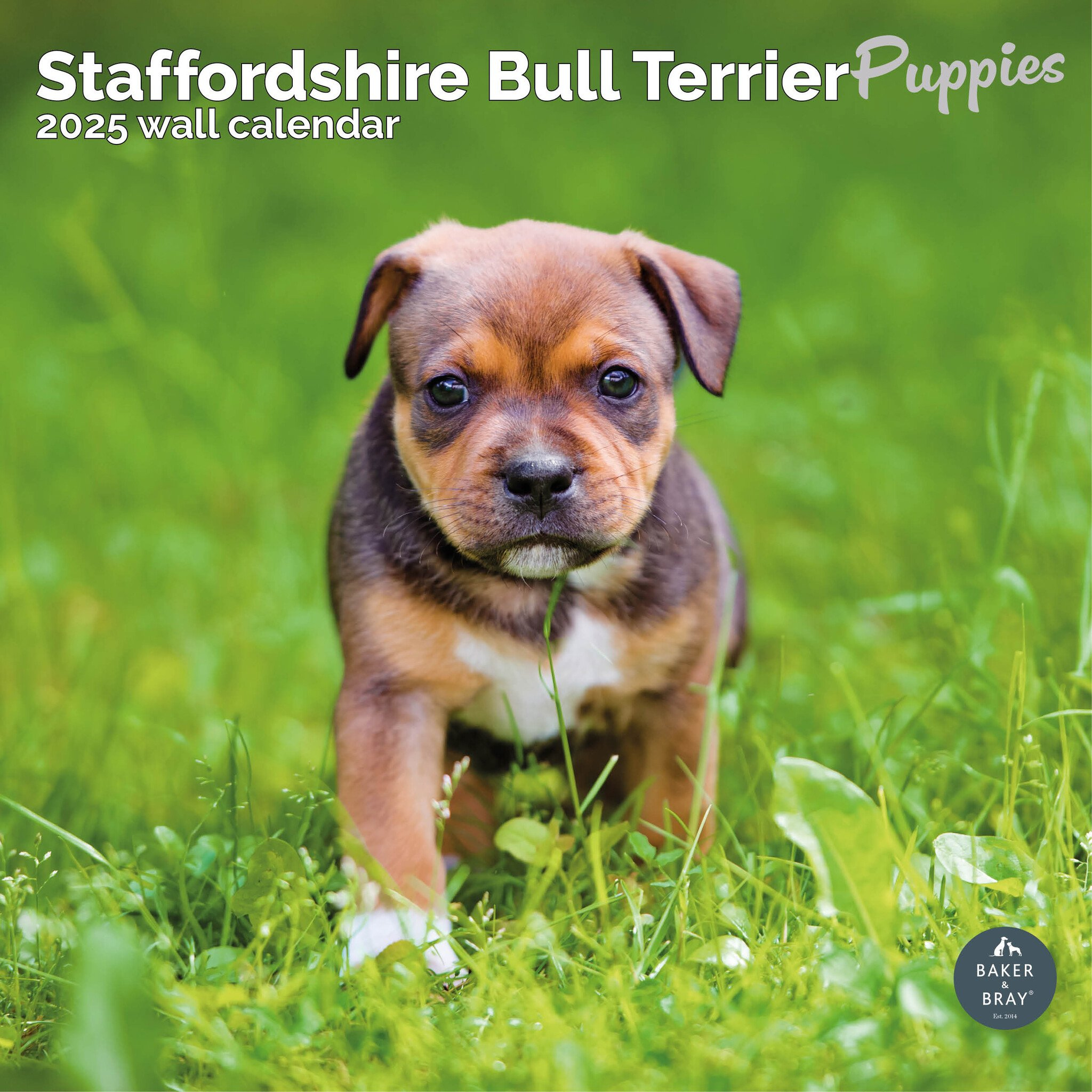 Staffordshire Bull Terrier Puppies Calendar 2025 Buy Here with regard to American Staffordshire Bull Terriers 2025 Calendar Printable