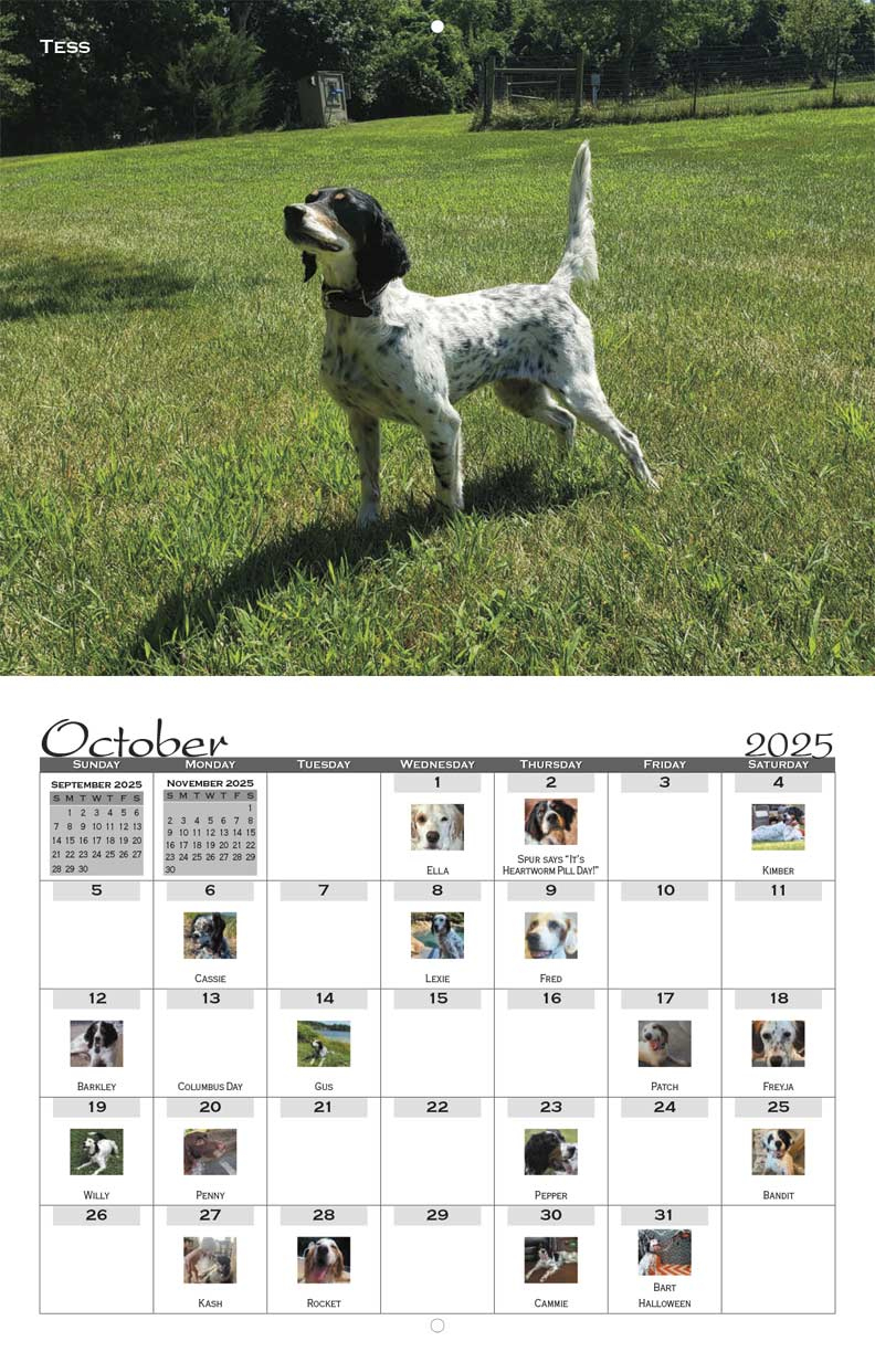 Sw English Setter Rescue 2025 Calendar - Yearbox Calendars regarding English Setters 2025 Calendar Printable