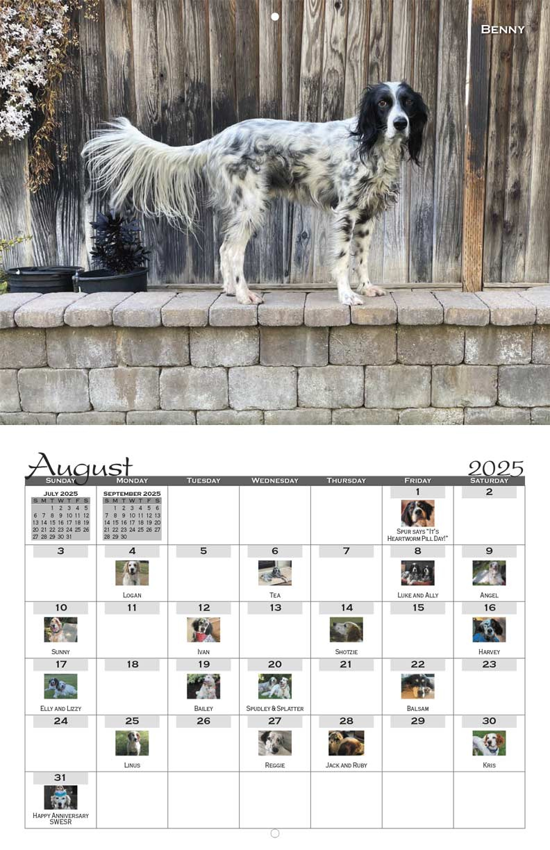 Sw English Setter Rescue 2025 Calendar - Yearbox Calendars with English Setters 2025 Calendar Printable