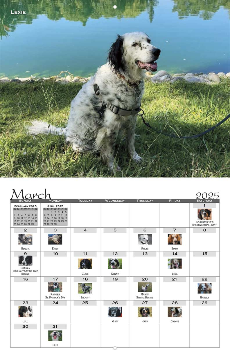 Sw English Setter Rescue 2025 Calendar - Yearbox Calendars within English Setters 2025 Calendar Printable
