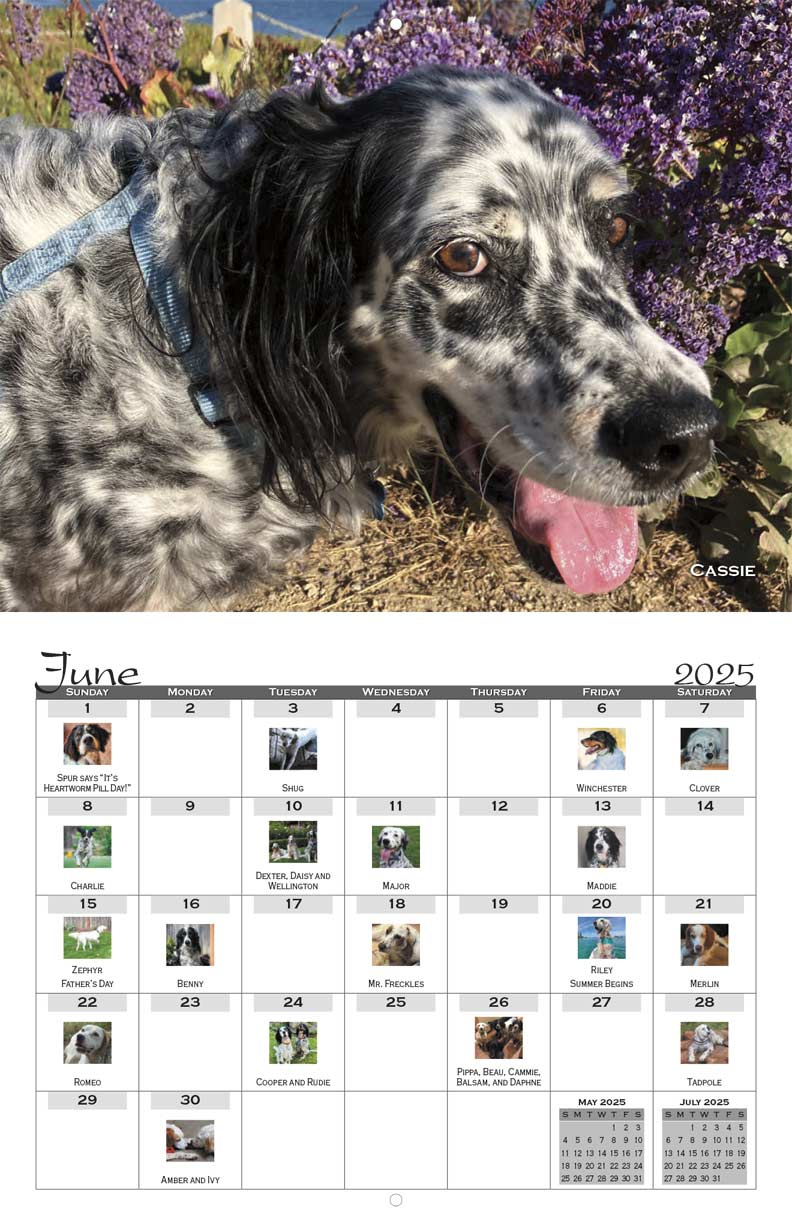 Sw English Setter Rescue 2025 Calendar - Yearbox Calendars within English Setters 2025 Calendar Printable