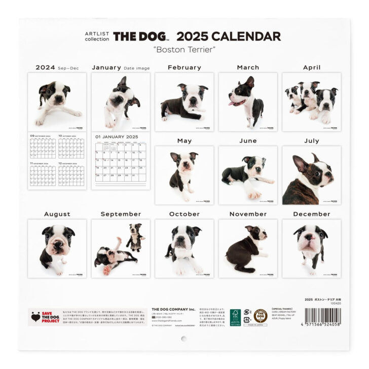 Just Boston Terrier Puppies 2025 Calendar Printable