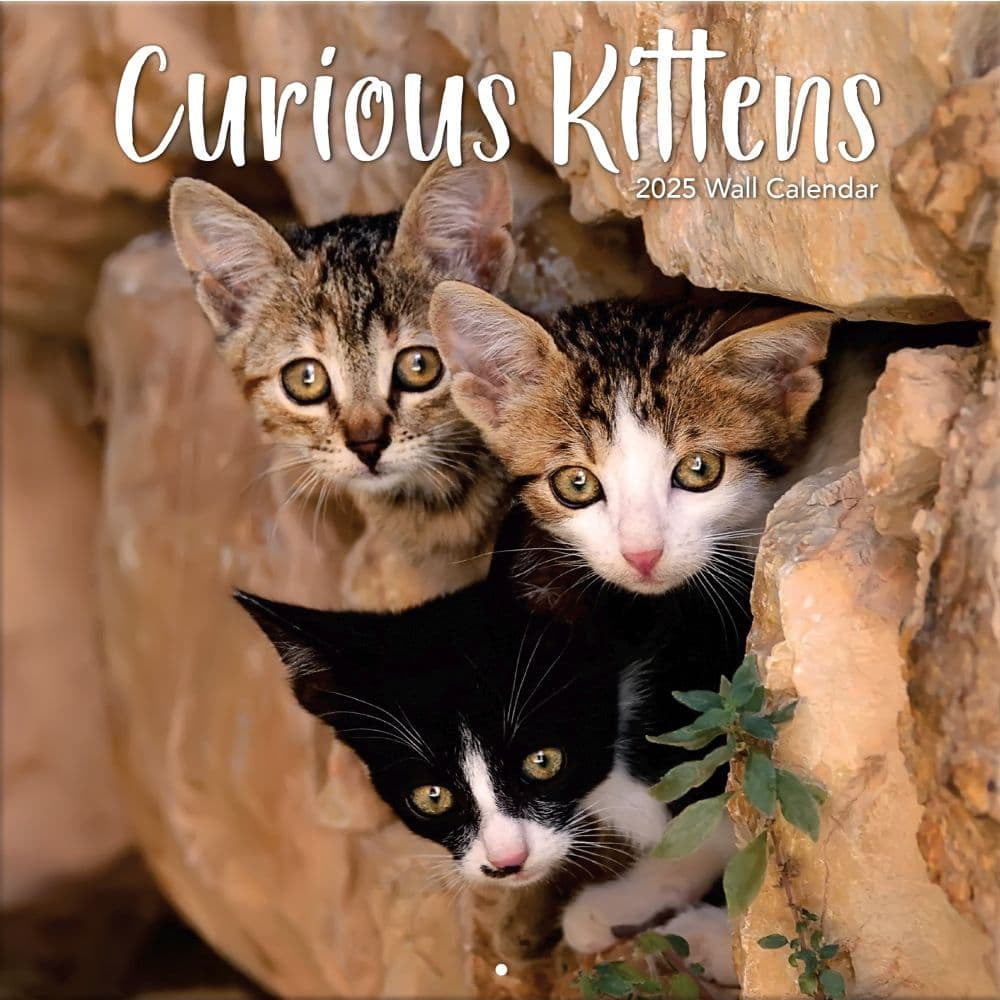 Turner Licensing, Curious Kittens 2025 Wall Calendar in Kittens Curious 2025 Calendar Printable
