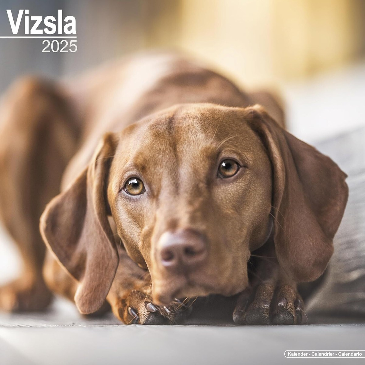 Vizsla - 2025 Calendar - Brand New - 603956 intended for Just Vizslas 2025 Calendar Printable