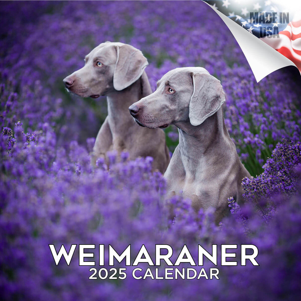 Weimaraner Dog Breed Calendar 2025 Full Size 12X24 Made In Usa | Ebay with regard to Just Weimaraners 2025 Calendar Printable