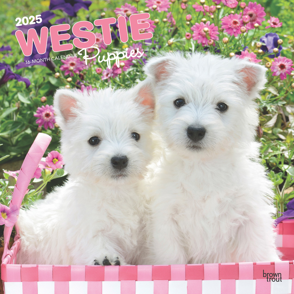 West Highland White Terrier Puppies | 2025 12 X 24 Inch Monthly with West Highland White Terrier Puppies 2025 Calendar Printable