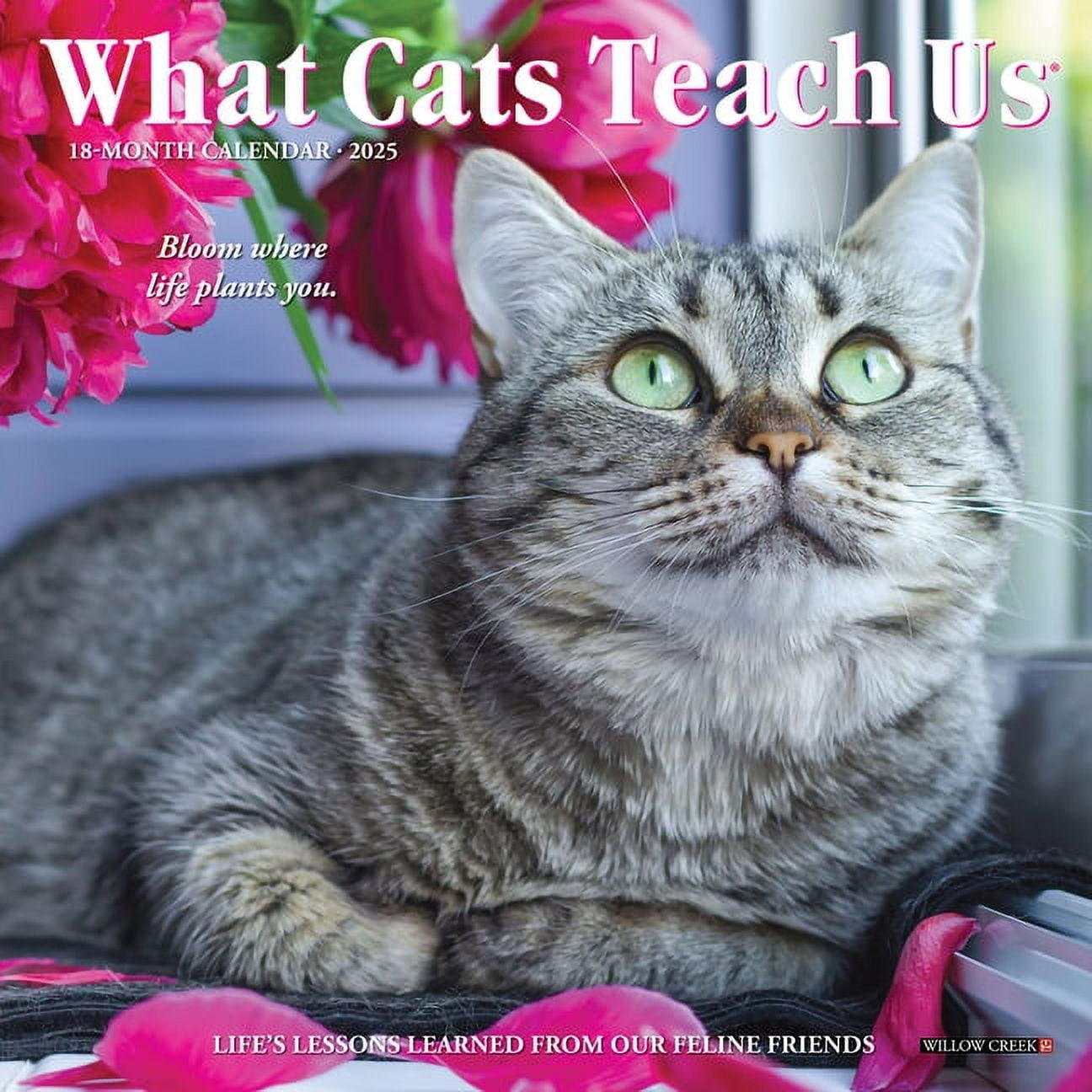 What Cats Teach Us 2025 Mini Wall Calendar in What Cats Teach Us 2025 Calendar Printable