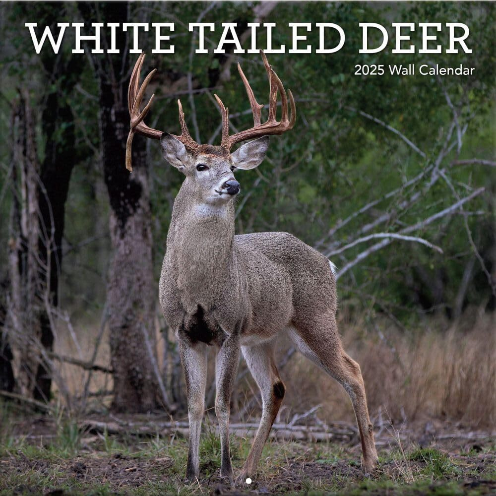 White Tailed Deer - 2025 Wall Calendar - Brand New - 40059 | Ebay for White Tailed Deer 2025 Calendar Printable