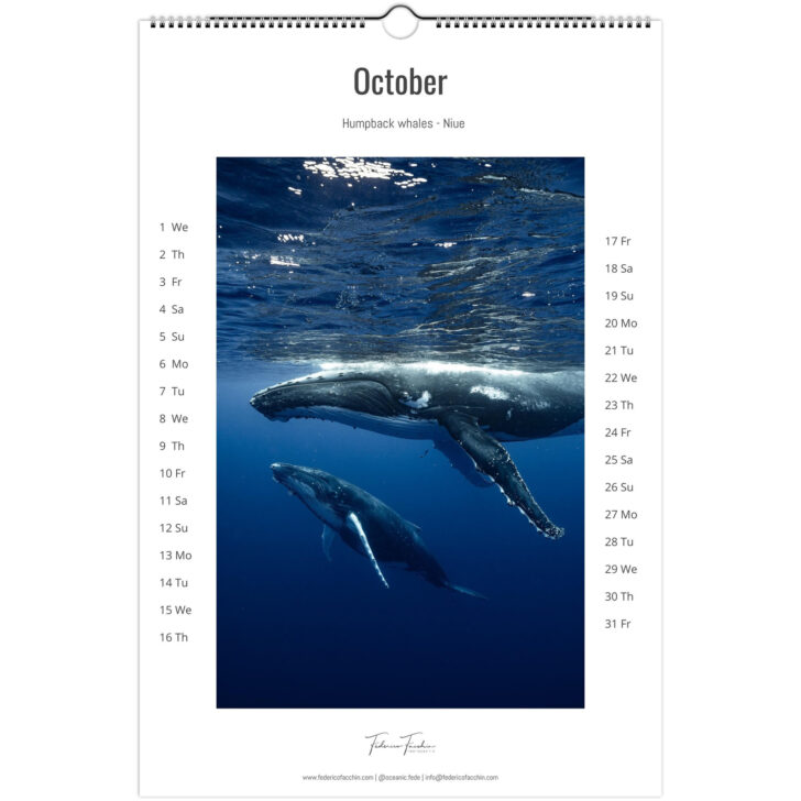 Whales 2025 Calendar  Printable
