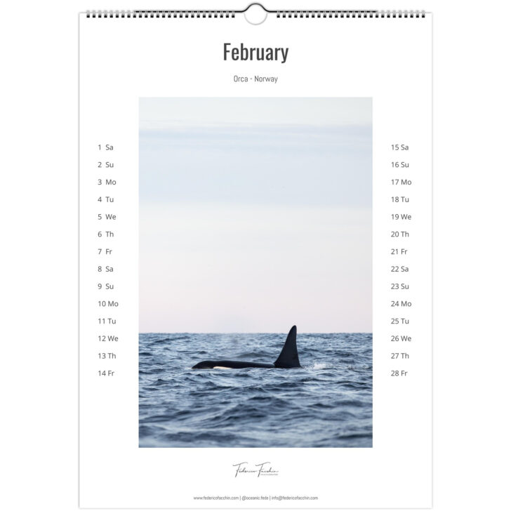 Orcas 2025 Calendar  Printable