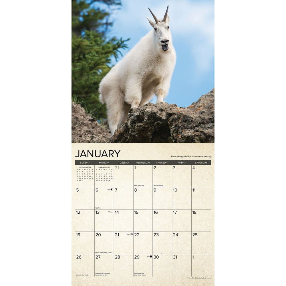 Willow Creek Press, Canadian Fish And Wild Game 2025 Wall Calendar in Canadian Fish And Wild Game 2025 Calendar Printable