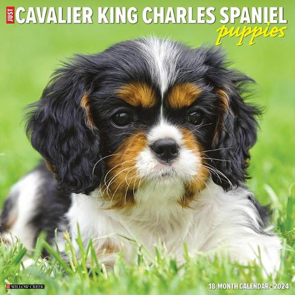 Willow Creek Press Just Cavalier King Charles Spaniel Puppies 2024 in Just Cavalier King Charles Puppies 2025 Calendar Printable
