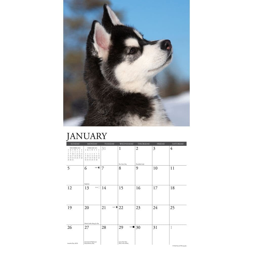 Willow Creek Press, Just Siberian Husky Puppies 2025 Wall Calendar for Just Siberian Husky Puppies 2025 Calendar Printable
