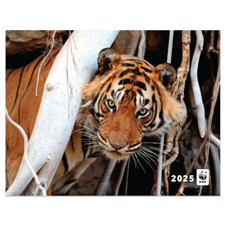 American Landscapes WWF 2025 Calendar Printable