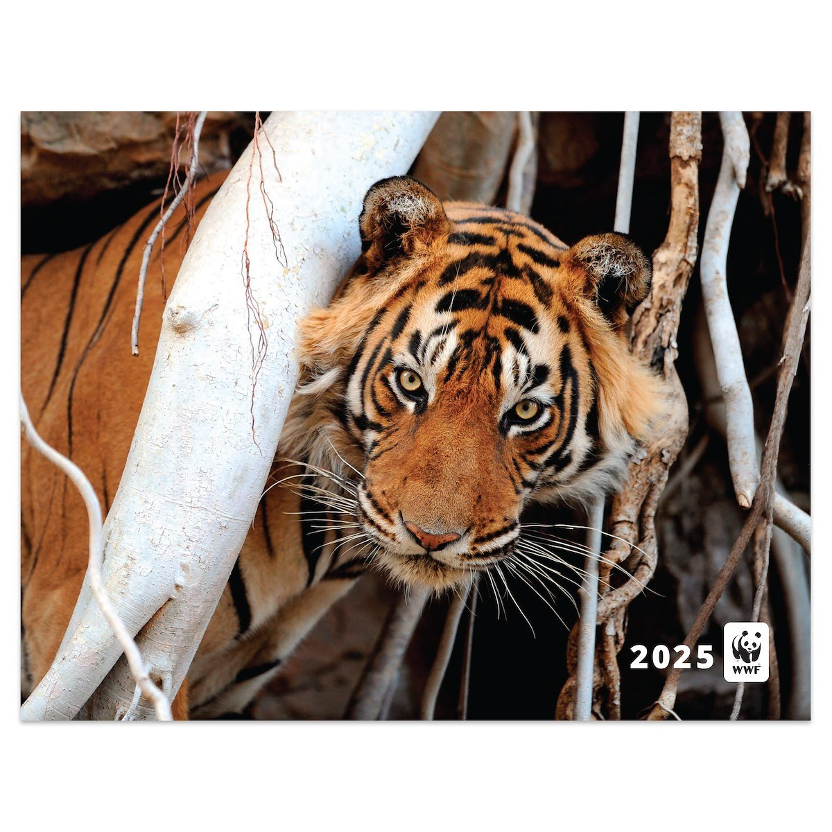 World Wildlife Fund | Wwfgifts Catalog within Butterflies WWF 2025 Calendar Printable