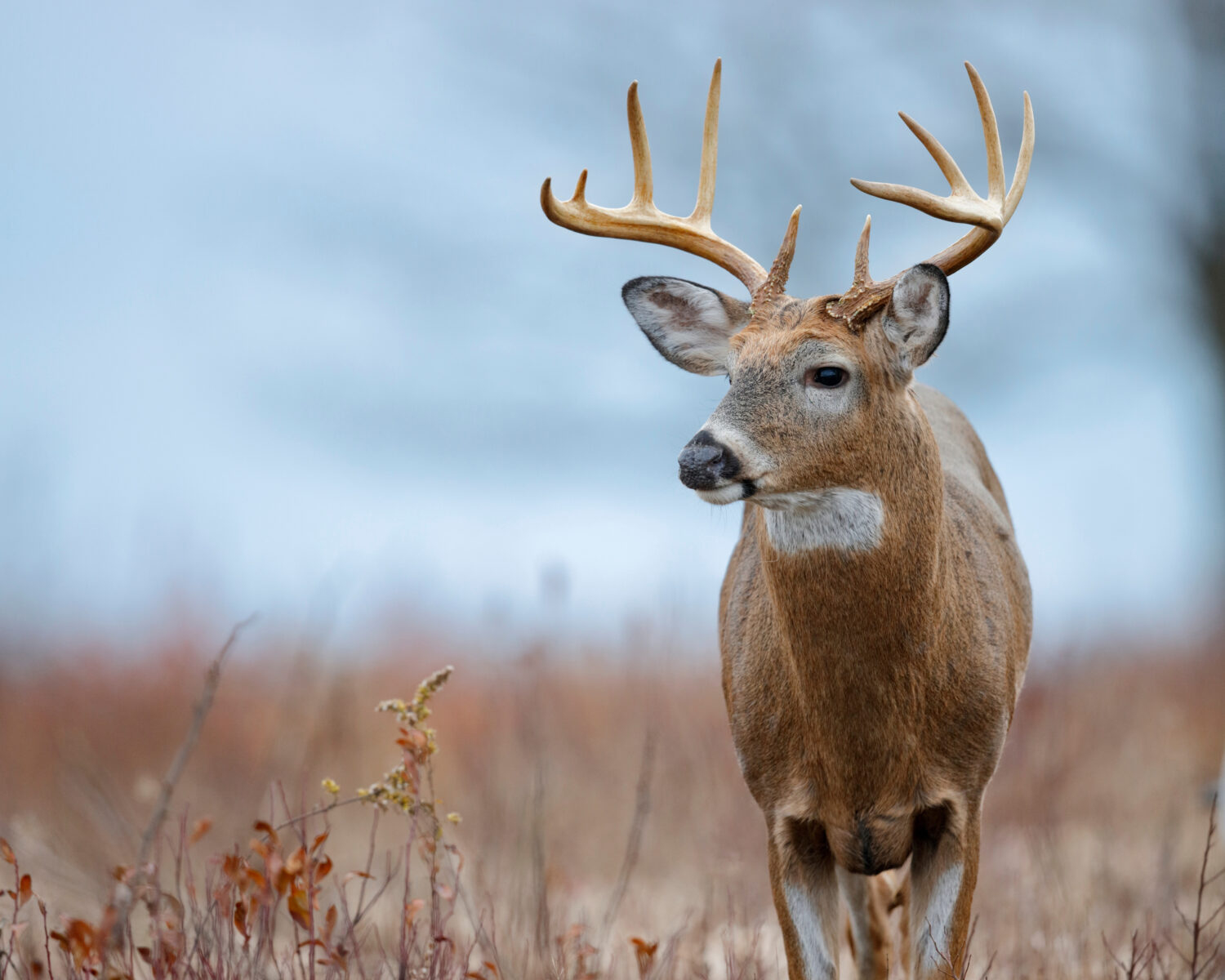 Wvdnr Releases Updated Hunting And Trapping Regulations Summary intended for Deer Whitetail Seasons 2025 Calendar Printable