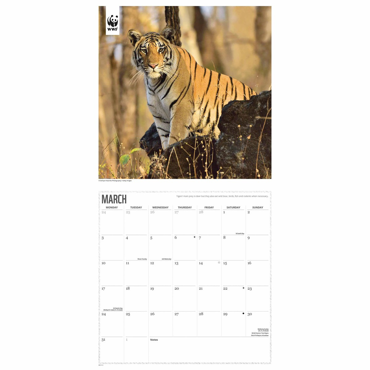 Wwf, Tigers Calendar 2025 regarding Giraffes Wwf 2025 Calendar Printable