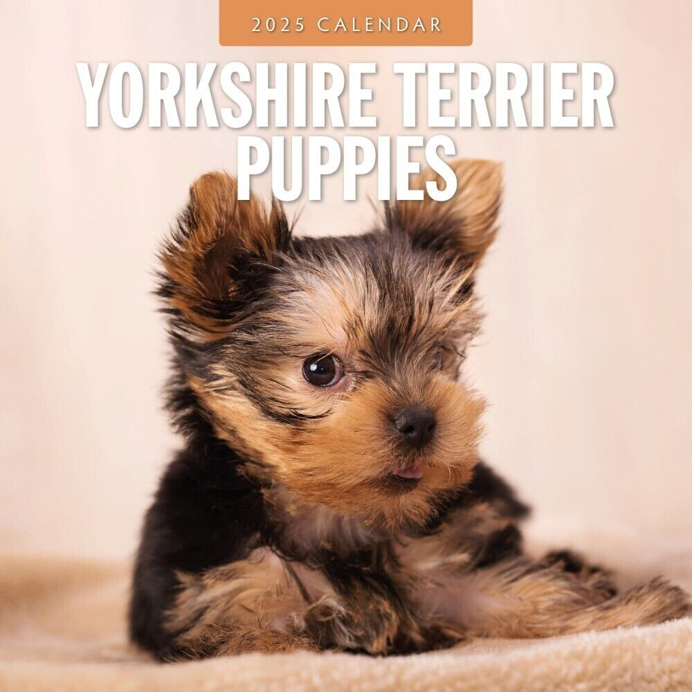Yorkshire Terrier Puppies - 2025 Square Wall Calendar Animals 16 pertaining to Just Yorkies 2025 Calendar Printable